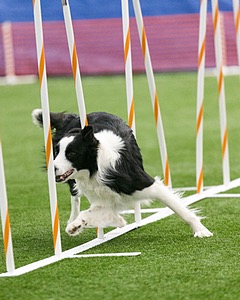 20150322-LEAP-0909.jpg