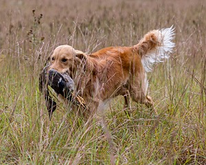 Doc Couture