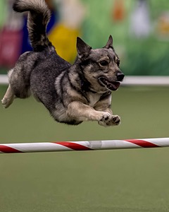 Nova Boentgen