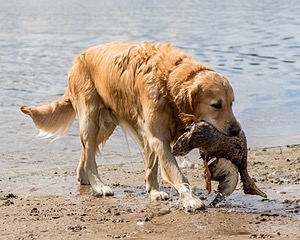 Ghillie Deresienska