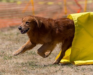 20160619-CCKC-1379.jpg