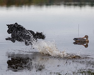 Splash Nettleton-Smilas