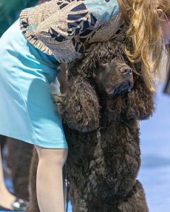 19 - GCH CH Axelhurn Now I'm Here (Marcus)