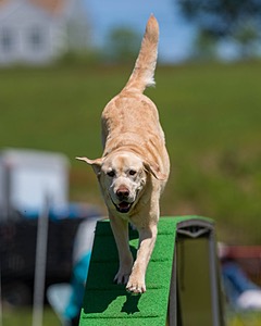 Curly Robinson