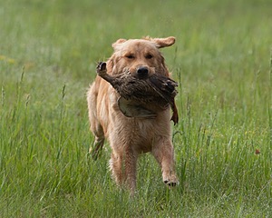 Sunfire Padraig of Golden Pond