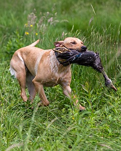 20170603-SHRW-1972.jpg