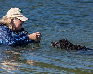 Streak Lavalli