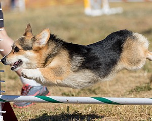 20160619-CCKC-0031.jpg