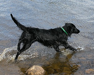 Parker