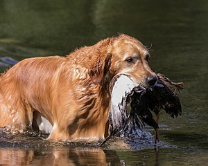 20160924-SHW-0007.jpg