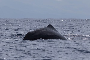 Sperm Whale