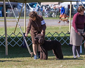 12 - GCH CHANTICO'S DARK AND STORMY,BN RN (Kiera)
