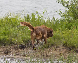 UCD SHR Sand Dancer's Windfall JH CDX