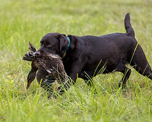 Otter Henry
