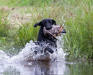 20130713-MHB2-0170.jpg