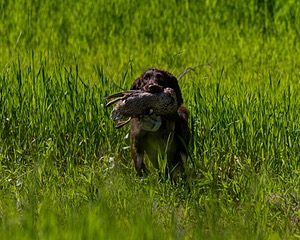 Chase Polzin