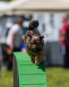 20170521-NEAT-1079.jpg