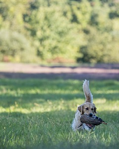 Pixie Pie Aust-Olkin