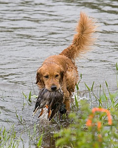 UCD SHR Sand Dancer's Windfall JH CDX