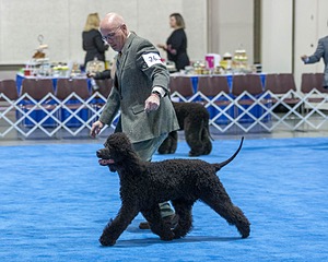 26 - CH Blackthorn 'N Nawedshoe's Sausalito Rose BCAT TKN (Rosie)