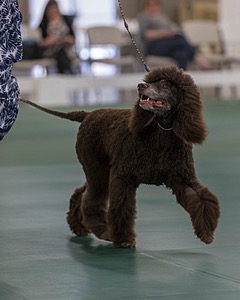 36 - GCH ARROYO'S BEGIN THE BEGUINE AX OAJ NF (Porter)
