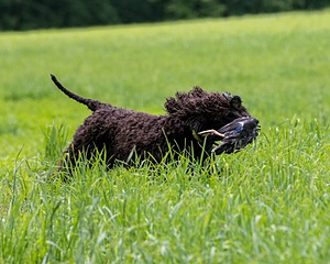 Ghillie Kezer
