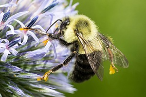 Bee, Amesbury, MA
