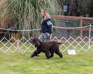 1741 - GCH CH BREKKON'S FIRST MARK CGC