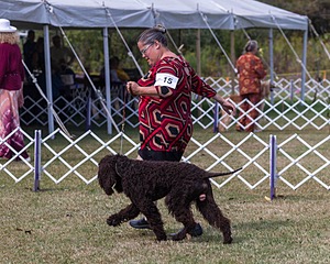 15 - BALLYHOO'S V FINNEGAN MCNEILL (Finnegan)