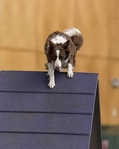 Ruff Bettler