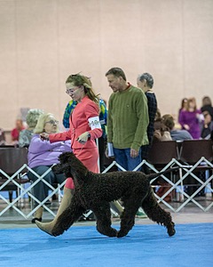 10 - Poole's Ide Touch Of Mink (Darla)
