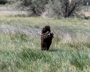 Ghillie