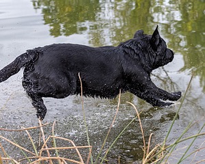 Davie Mumenthaler