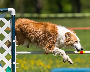 20170520-NEAT-0939.jpg