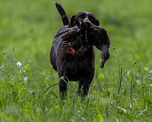Mitty Atkinson
