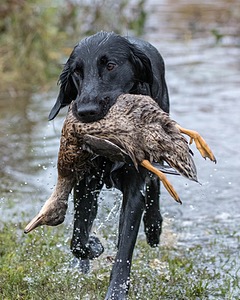 Cooper Westcot