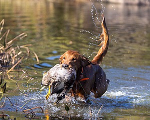 Trout Juckett
