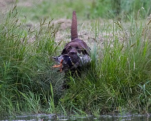 20130713-MHB2-0351.jpg