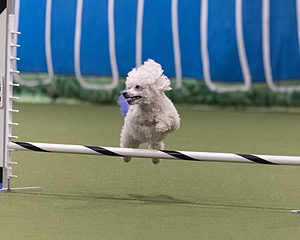 Bolt Kearney