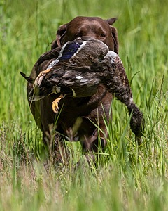 20170604-SEAL-1025.jpg