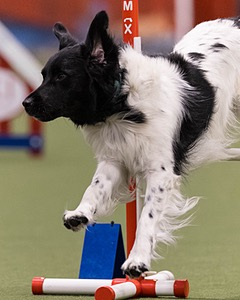 Benji Goerlich