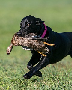 20150912-SHRL-0019.jpg