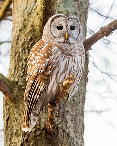Barred Owl, Plum Island, Massachusetts