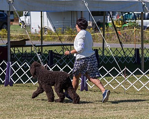 17 - GCH CHANTICO'S SHELTER FROM THE STORM RN XF MX CD RA AXJ (Reef)