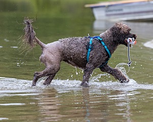 Keeli Gushue