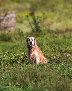 Ghillie Deresienska