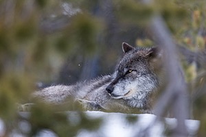 Wolf, West Yellowstone, Montana