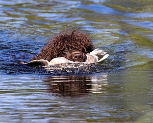 Ghillie Kezer