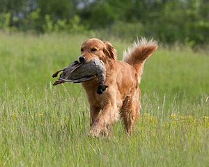 UCD SHR Sand Dancer's Windfall JH CDX