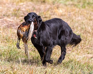 Maude